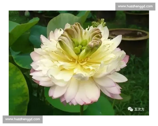 颠覆认知！莲藕与荷叶的共生真相大公开